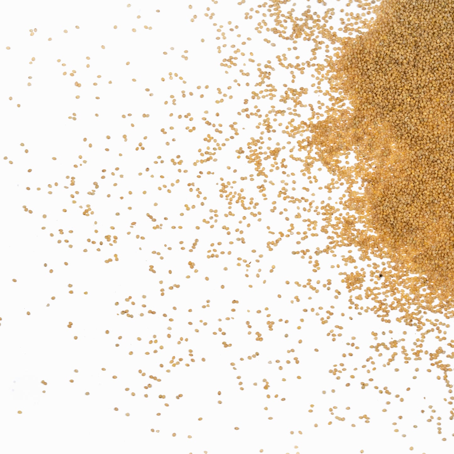 Foxtail Millet: "Golden Grains of Wellness"